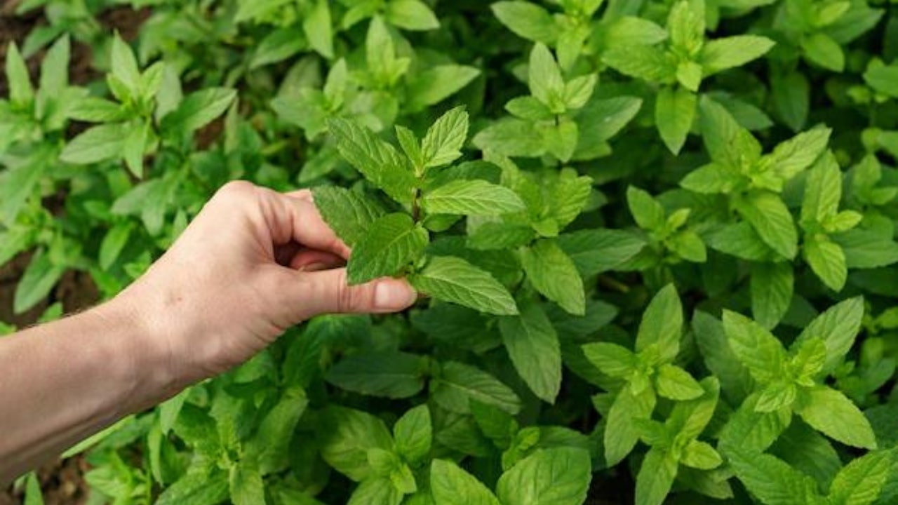 Ciuffi di Menta Piperita