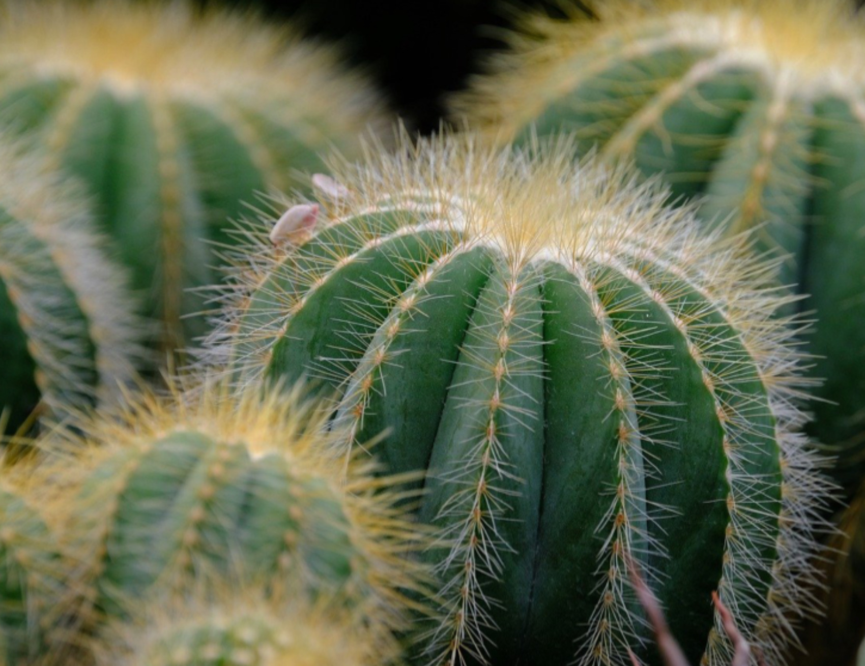 Cactus pieno di spine