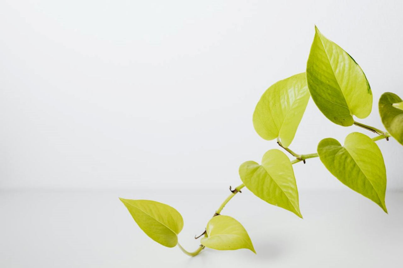 Pothos: pianta resistente