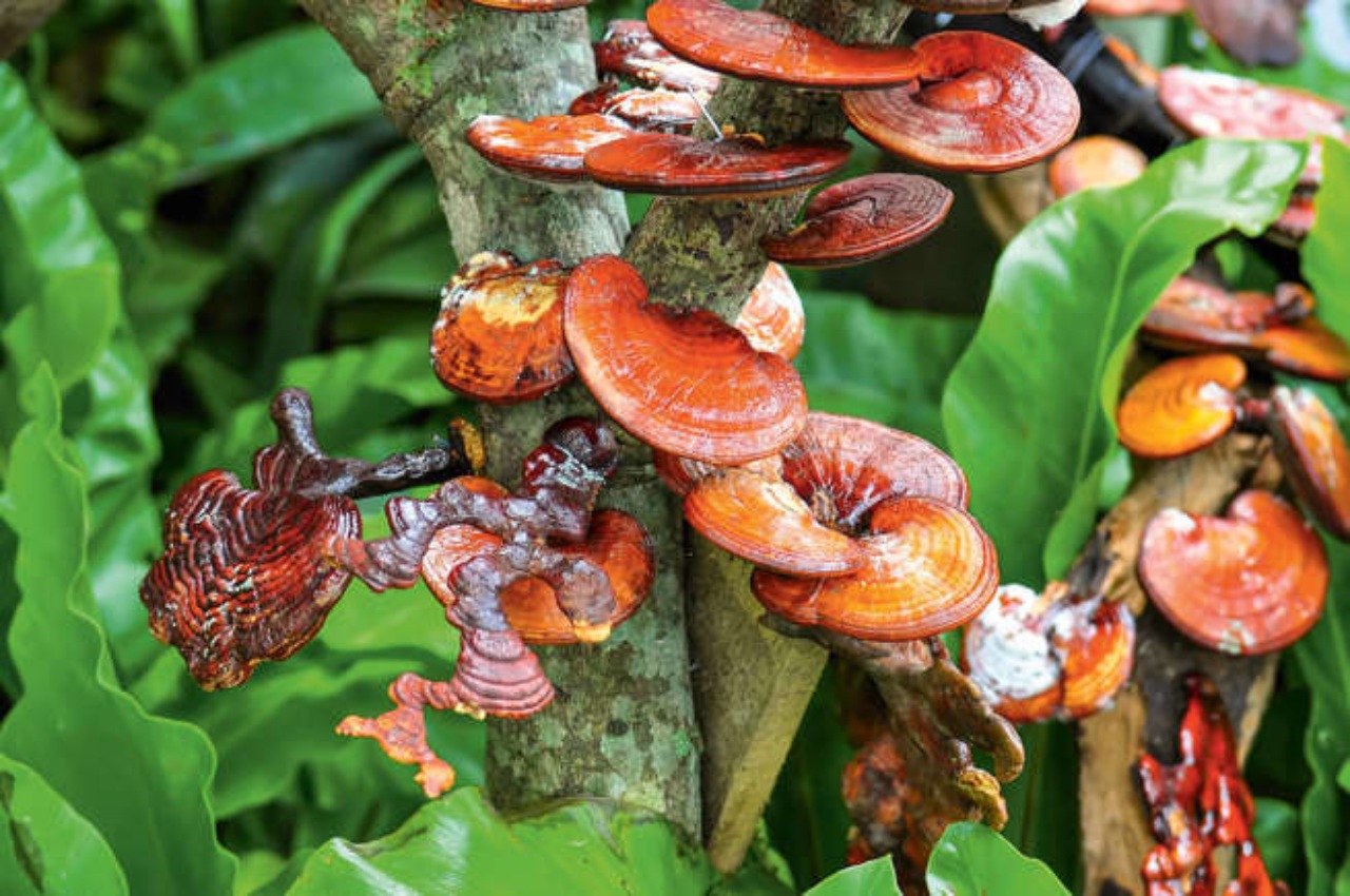 Reishi: i benefici sulla pelle