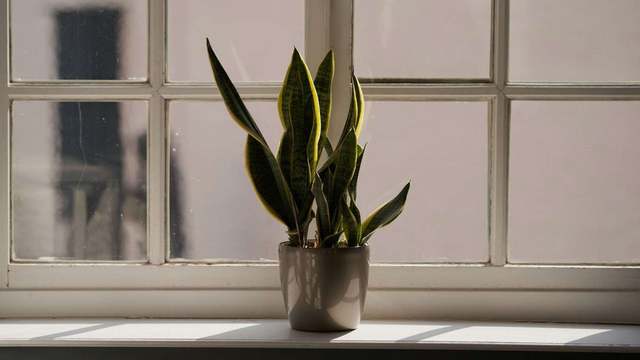 Sansevieria: pianta che abbassa la temperatura