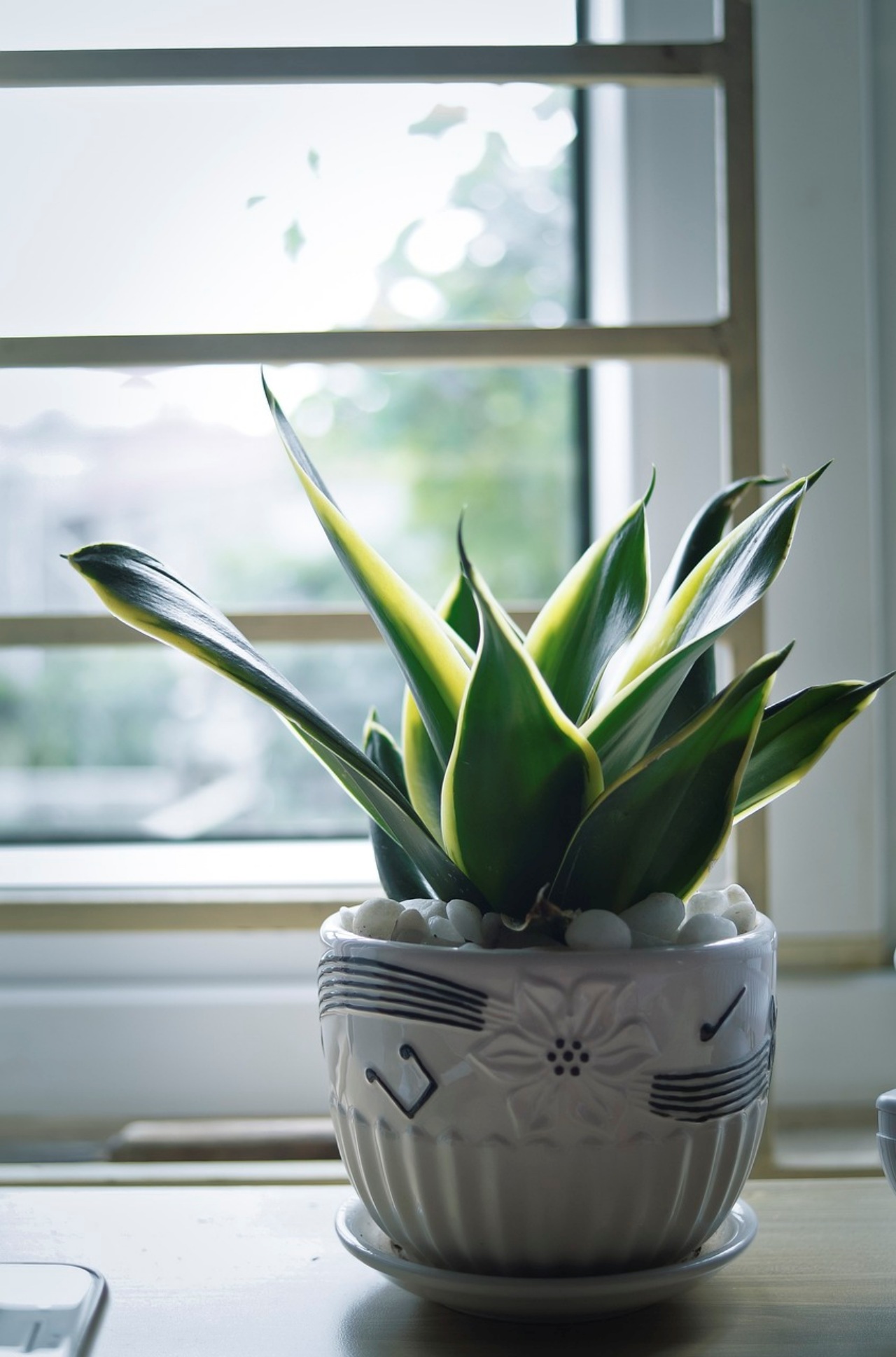 Sansevieria: pianta che abbassa la temperatura