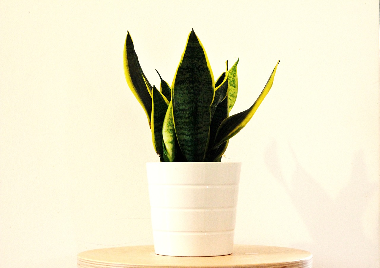 Sansevieria: pianta che abbassa la temperatura