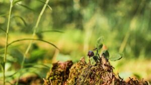 Come allontanare i parassiti dal terreno del tuo giardino