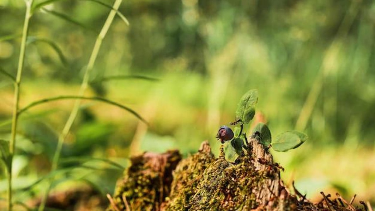 Formica nel terreno