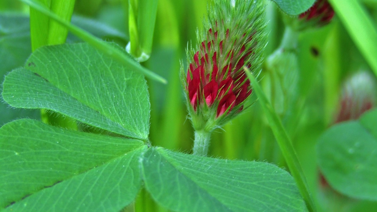 Fiore del trifoglio rosso