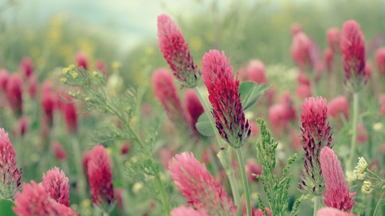 Trifoglio rosso in fiore