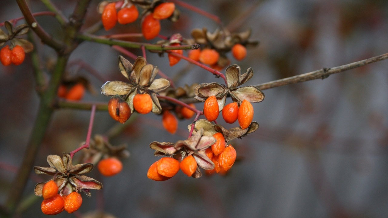 bacche goji