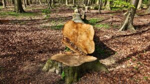 Come rimuovere il ceppo di un albero? Il trucco che pochi conoscono