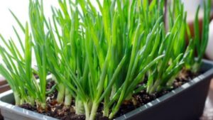 Scopriamo come piantare le cipolle verdi in vaso o in giardino: cosa fare per un raccolto sorprendente