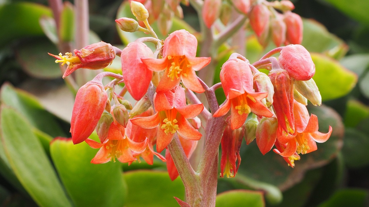 cotyledon orbiculata