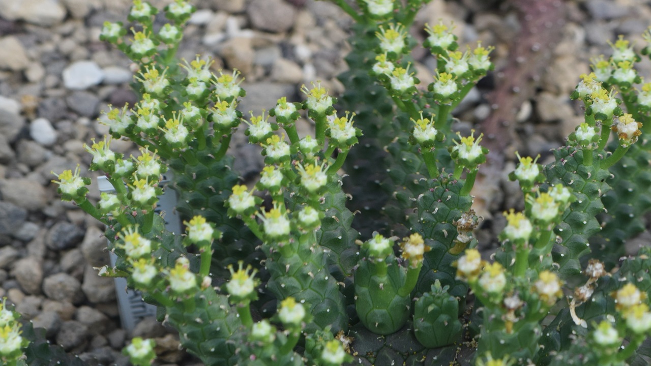 euphorbia inermis