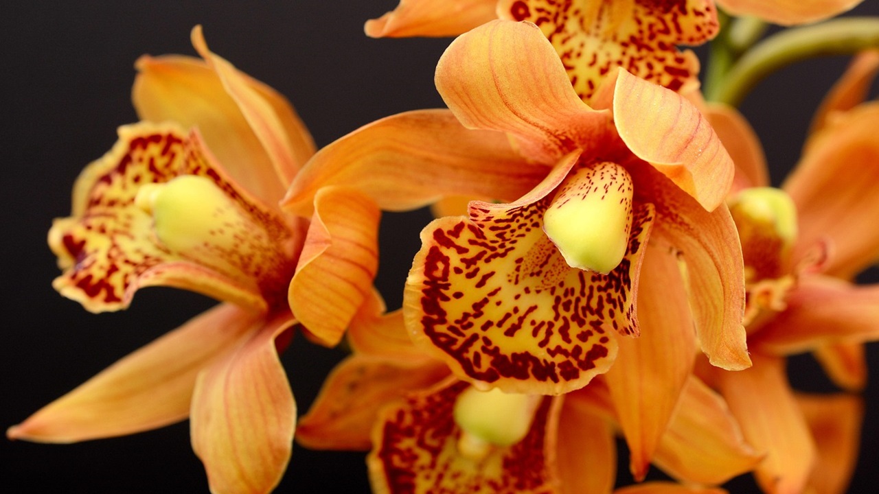 fiori orchidea