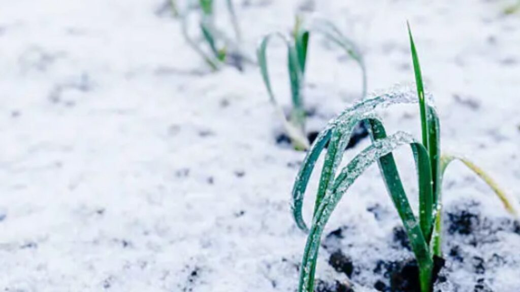 piante che escono fuori dalla neve