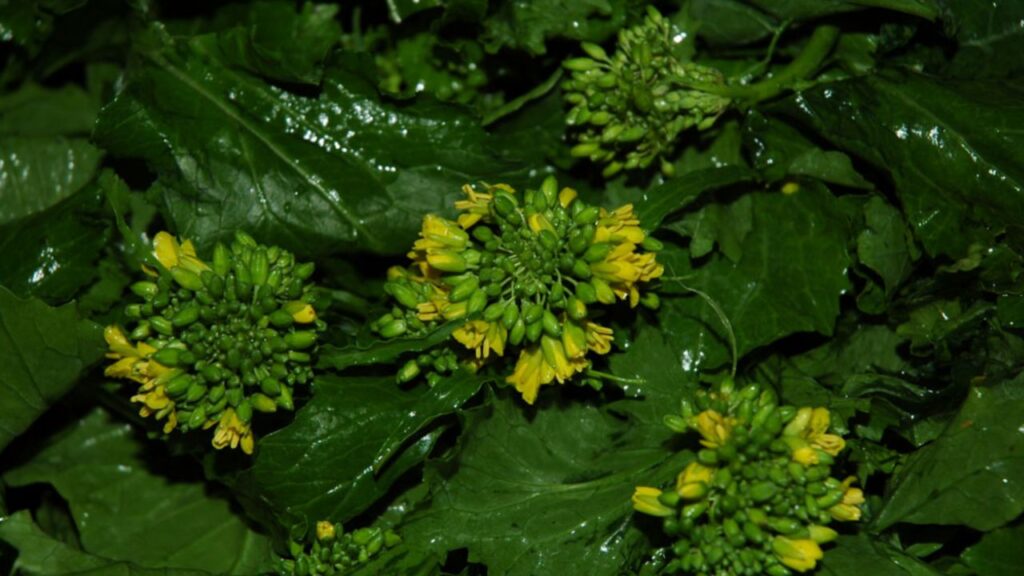 differenza tra cime di rapa broccoletti e friarelli