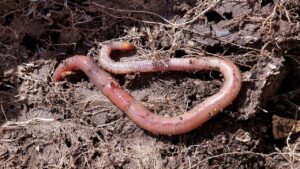 L’humus di lombrico può bruciare le piante? Scopriamo insieme la verità