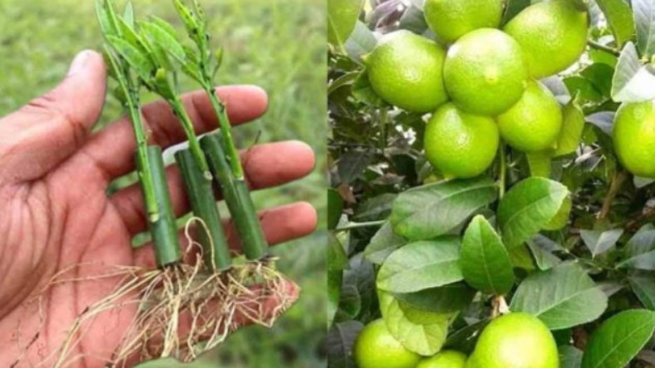 moltiplicazione di limoni