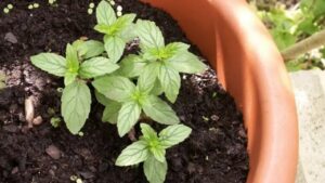 Menta in vaso: ecco come piantarla e diffondere il suo profumo in tutta la casa