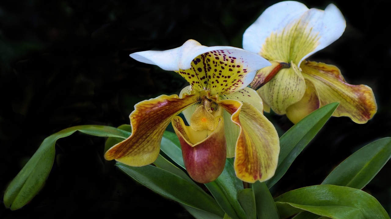 orchidee nere marroni