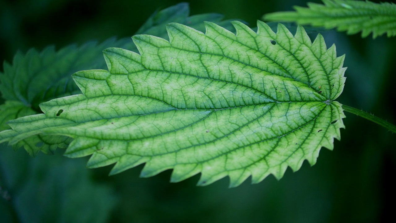 ortiche fertilizzante