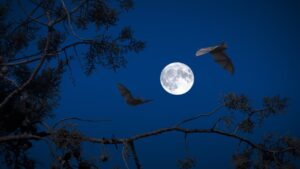 Pipistrelli in giardino? Un aiuto inaspettato. Ecco come accoglierli