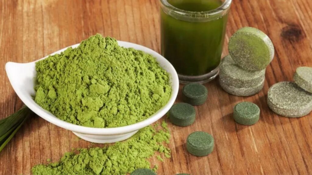 alga chlorella