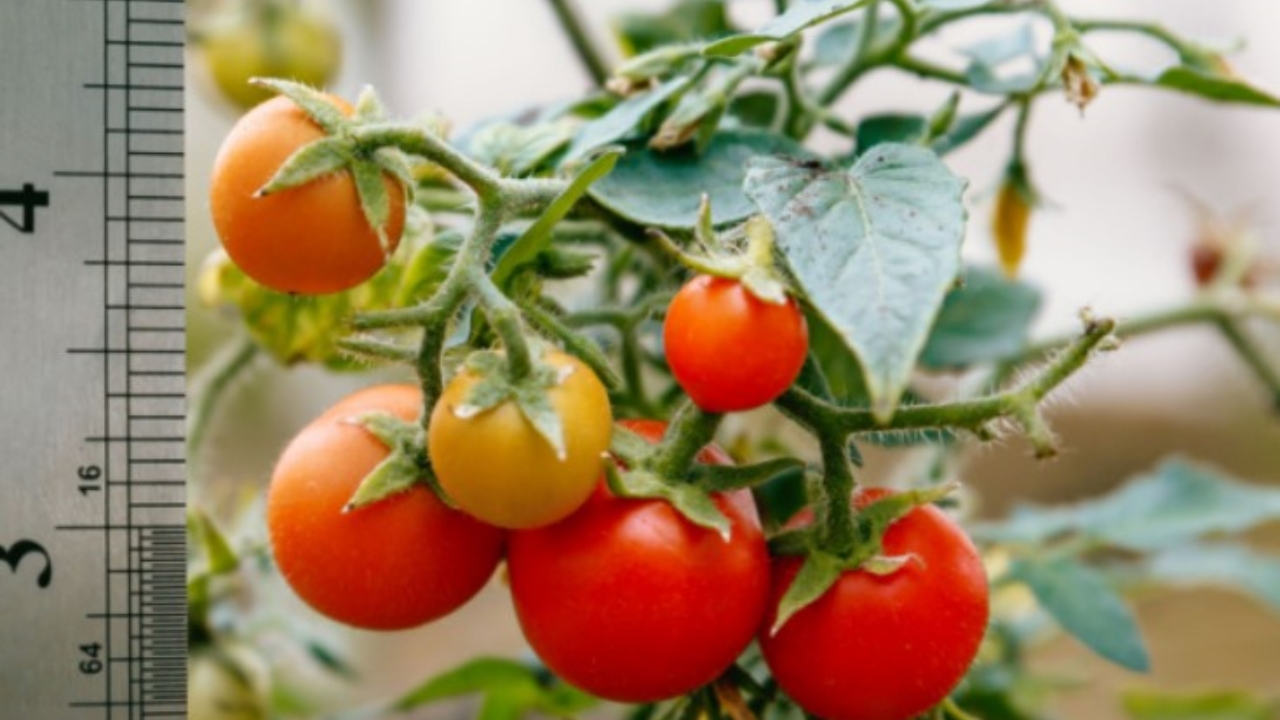 pianta di pomodori in crescita