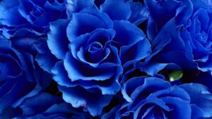 La rosa blu esiste in natura? La risposta, purtroppo, non è quella che vi aspettavate