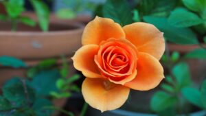 Perché la rosa si sta seccando? Ecco le cause e come rimediare al problema