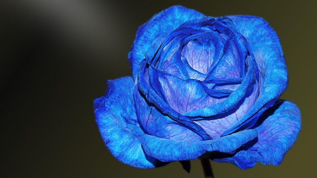 rose blu