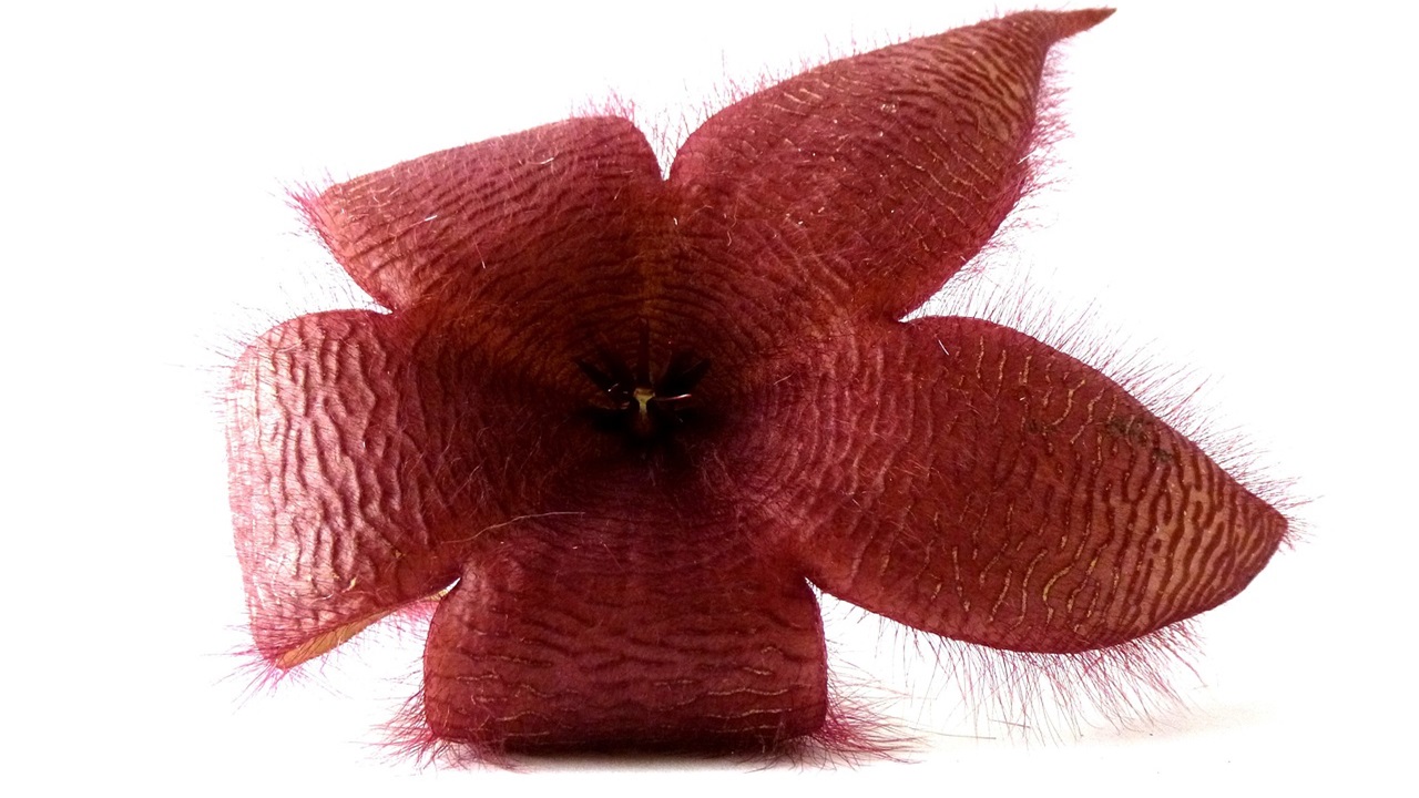 stapelia grandiflora