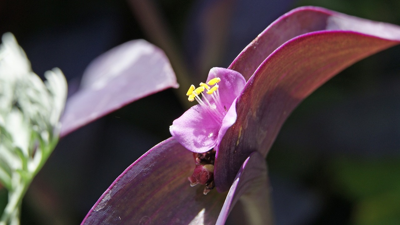 tradescantia pallida