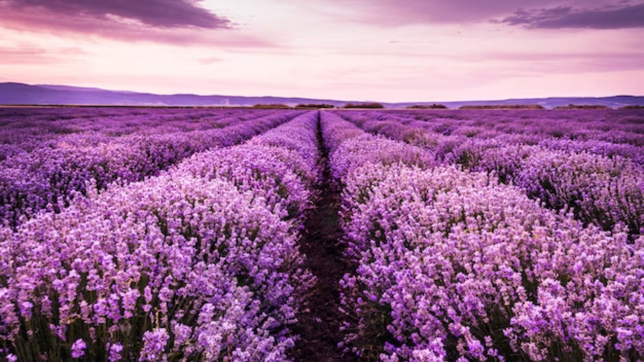 Campi di lavanda