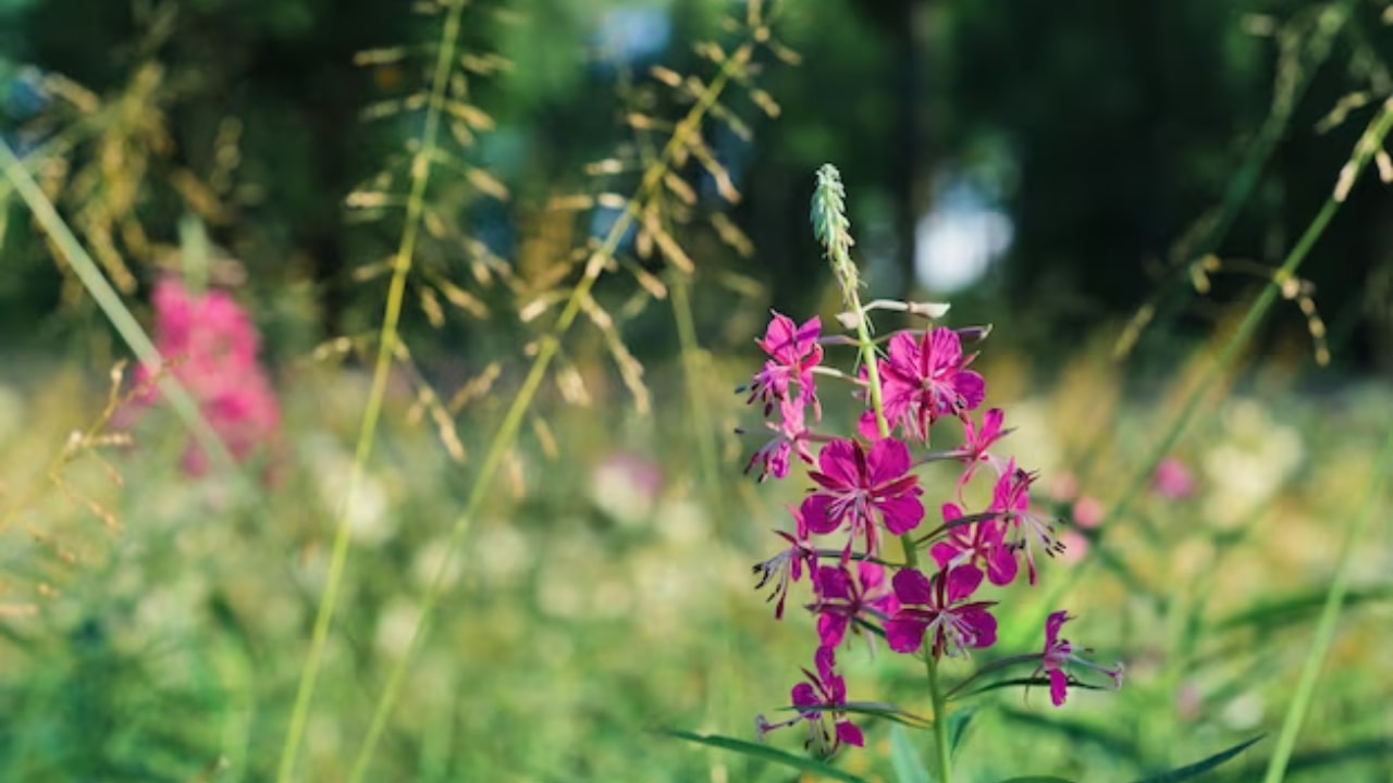 Malva comune in fiore