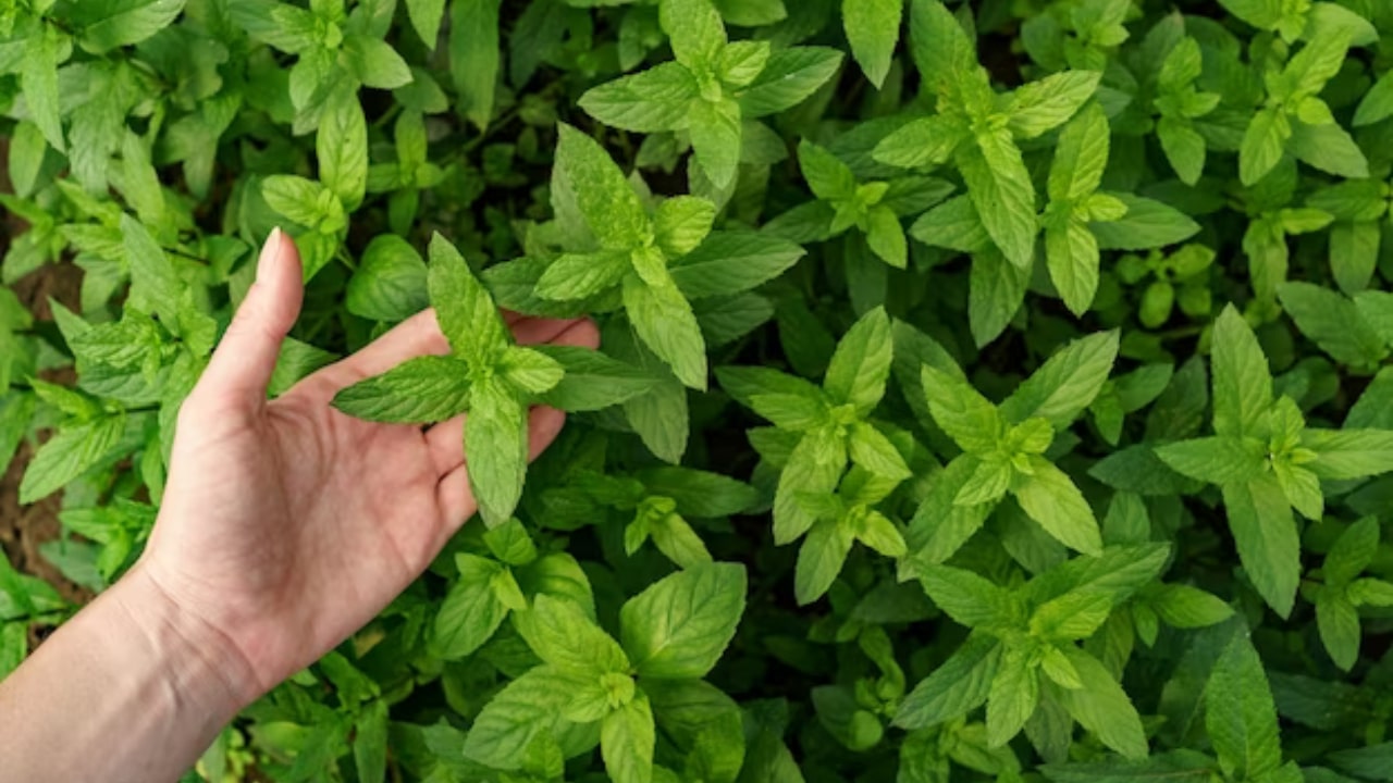 Menta a ciuffi