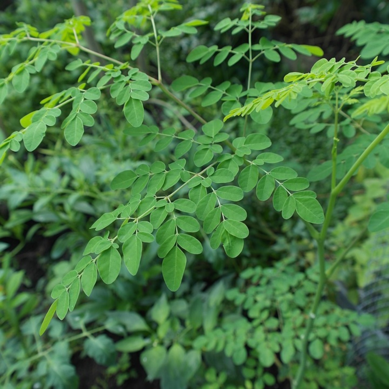 Moringa: le proprietà nutrizionali