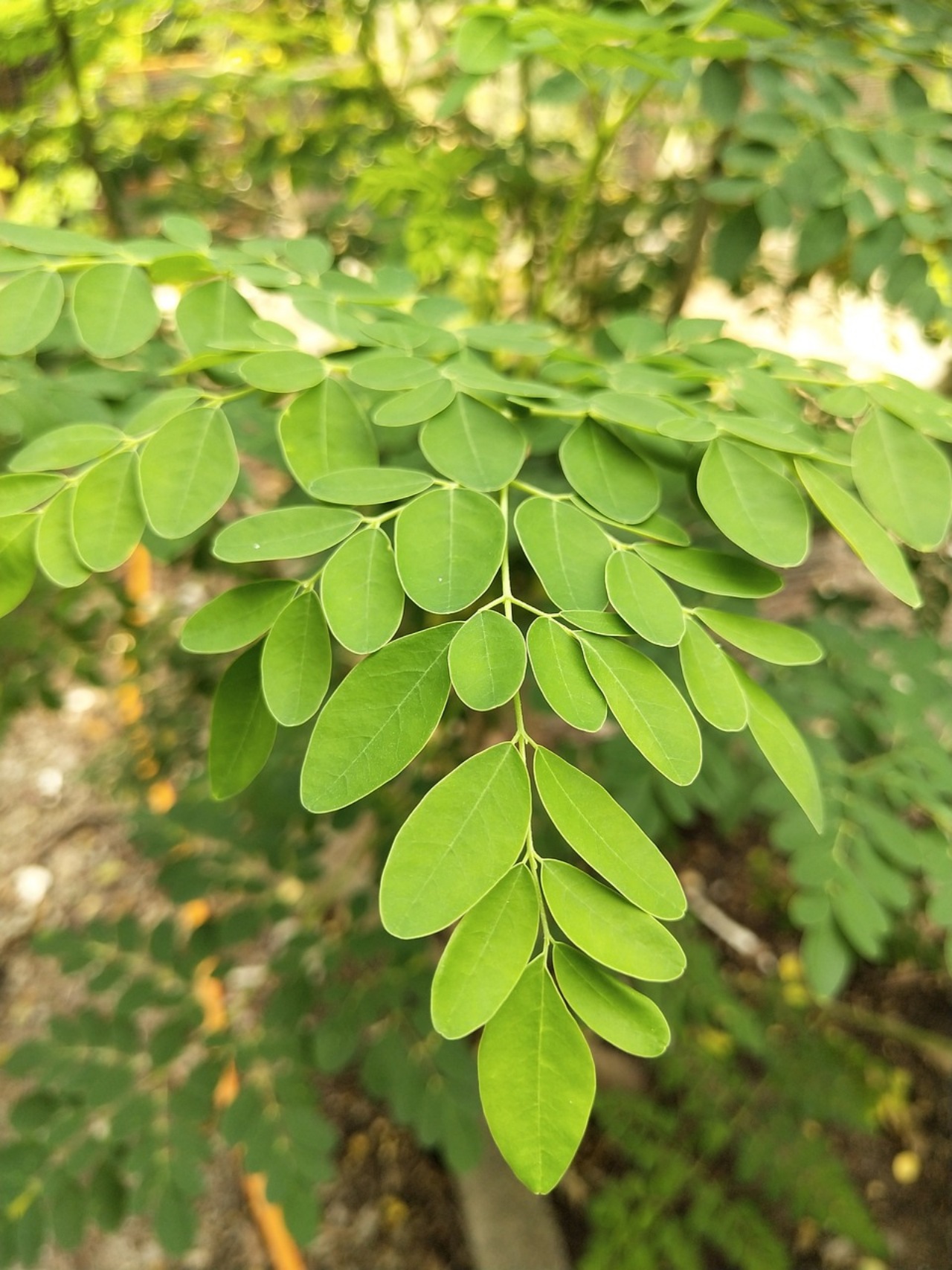 Moringa: le proprietà nutrizionali