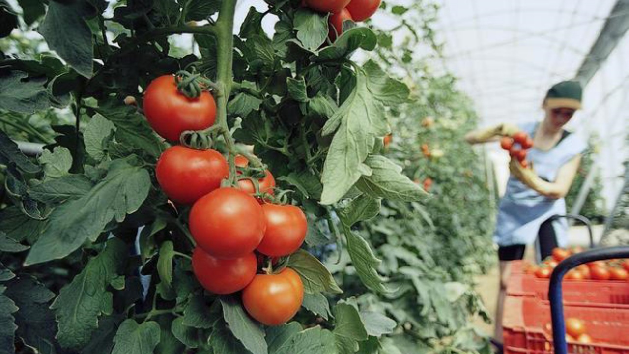 Pomodori che richiedono meno acqua