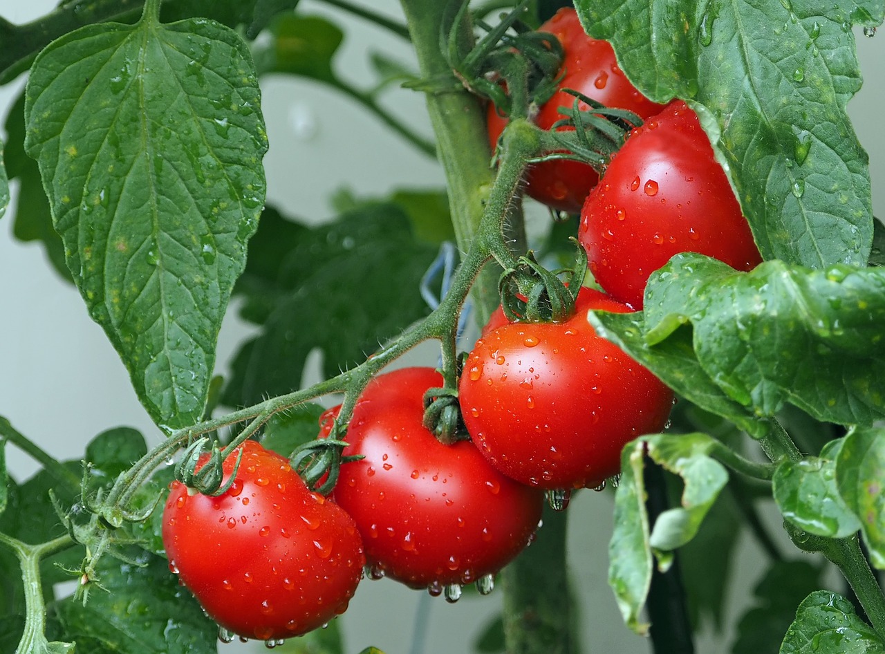 Pomodori, più di un ingrediente