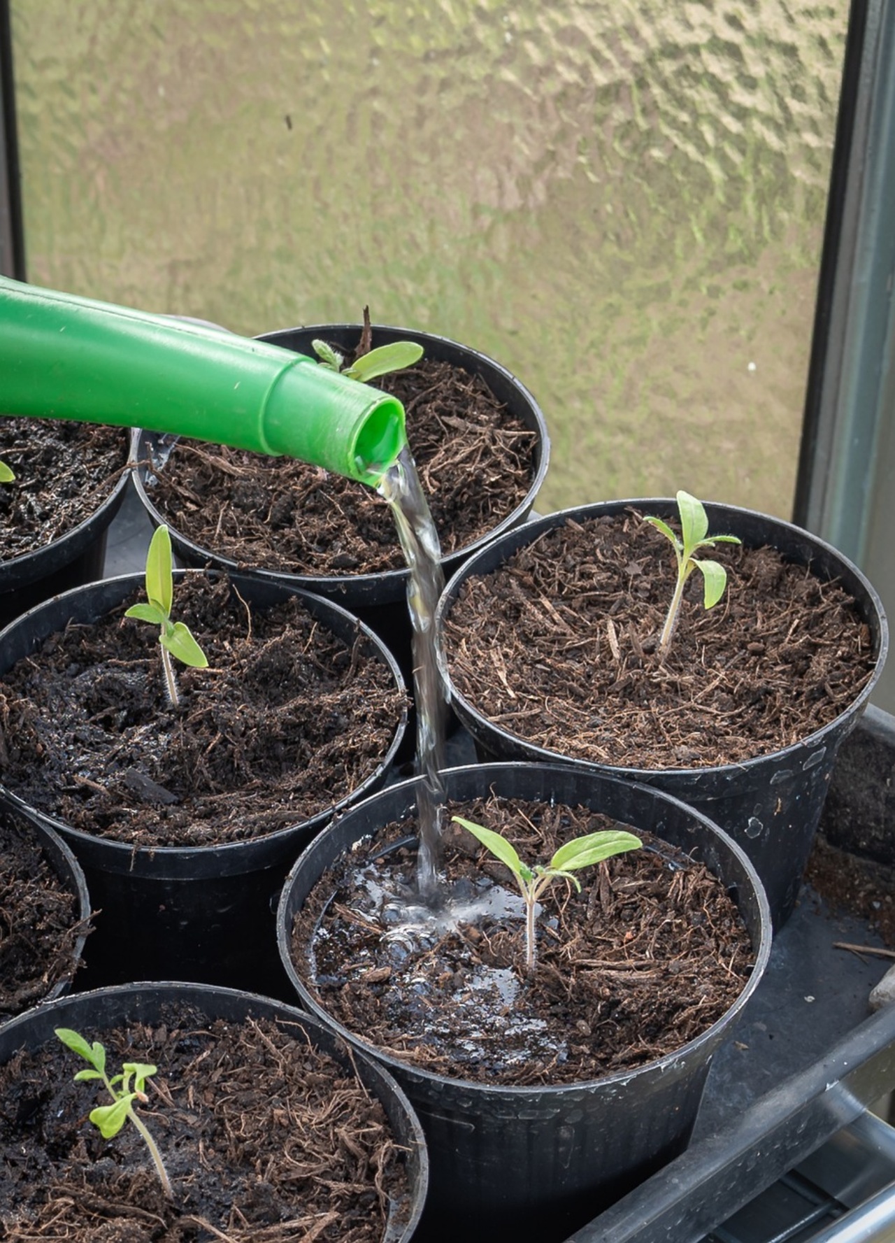 Pomodori che richiedono meno acqua