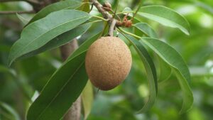 Sapodilla: tutto sulle proprietà di questo frutto tropicale