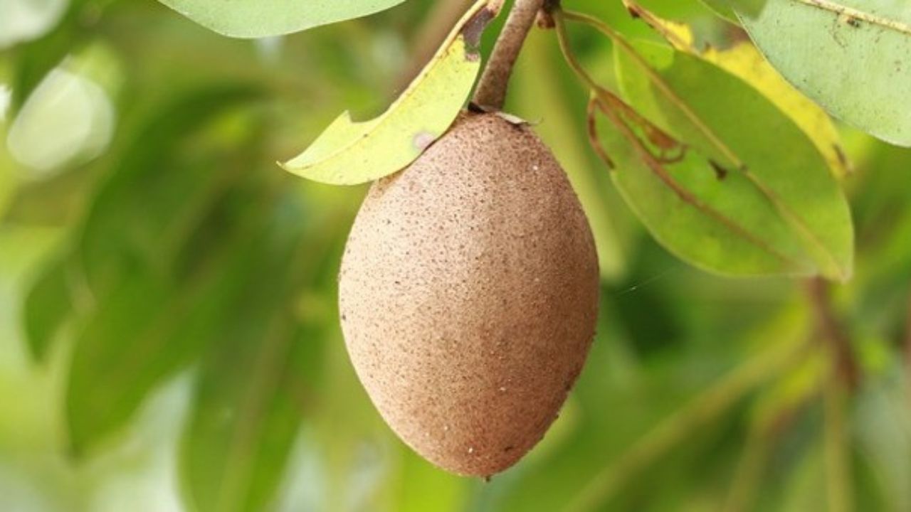 Sapodilla frutto 