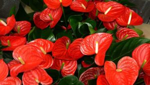 Come far fiorire un Anthurium pigro: il trucco che pochi conoscono