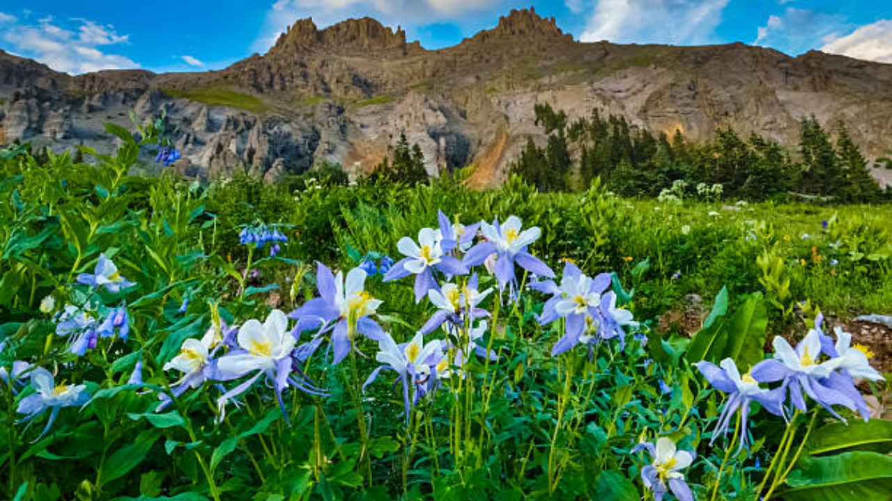 campo di aquilegia