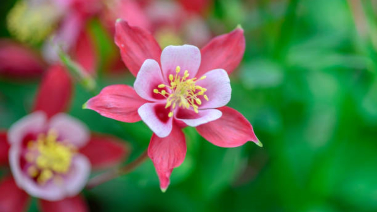 fiore di aquilegia