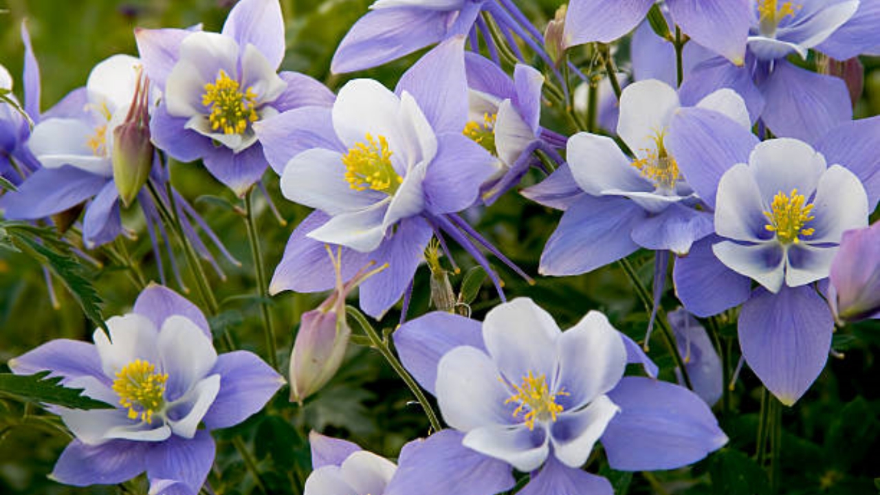 aquilegia colorata