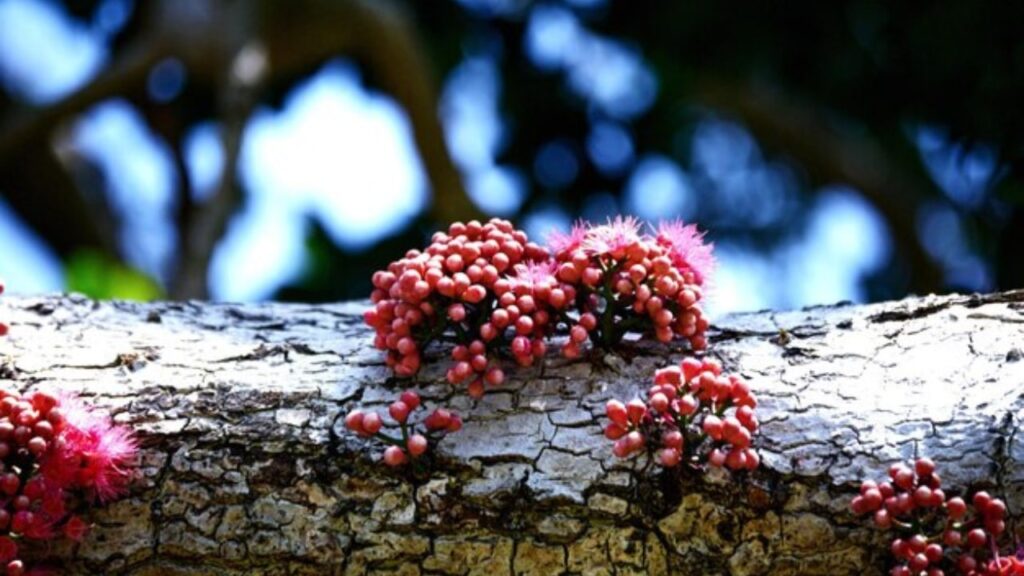 Bacche velenose nel bosco