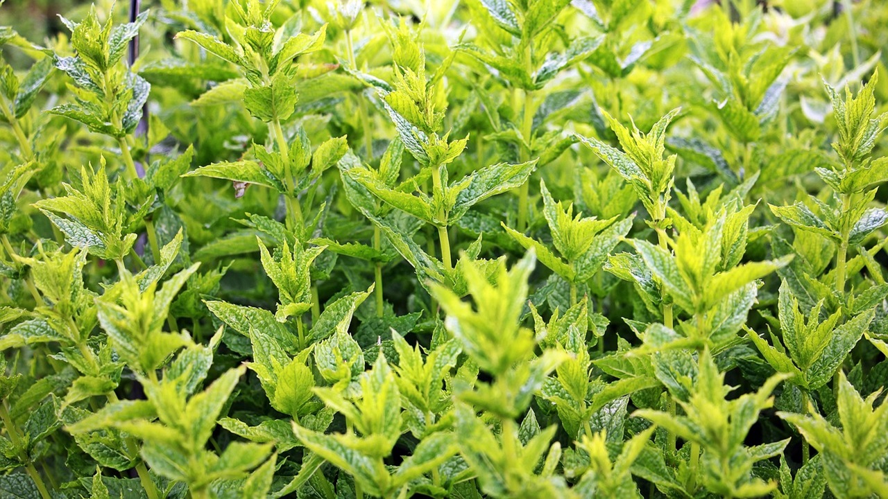 conserva menta