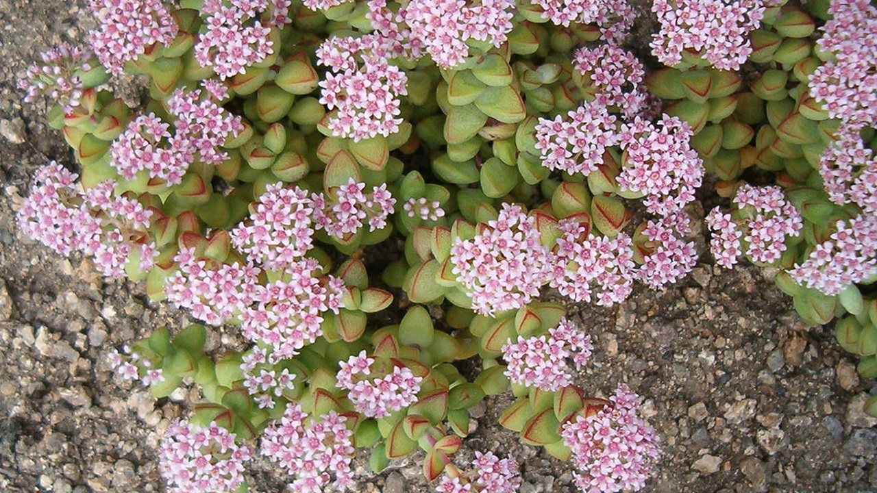 crassula springtime