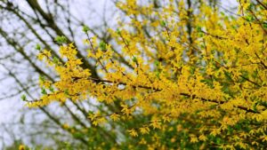 Forsizia, come prendersi cura di questa pianta primaverile, ma che fiorisce in inverno